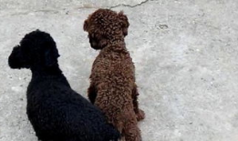 狗狗交配视频,揭秘繁殖过程中的自然现象